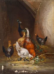 Chickens and a Peacock
